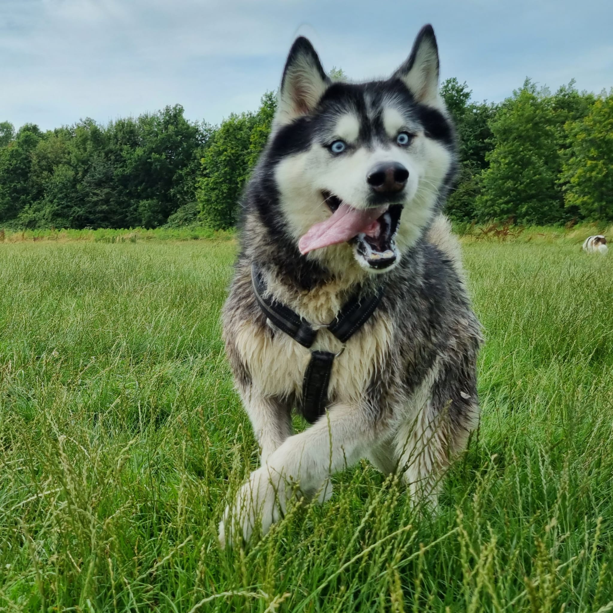 Picture of my husky frolicking in the grass